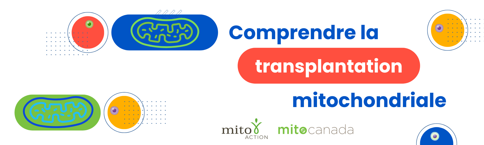 Comprendre la transplantation mitochondriale banner Comprendre la bannière de la transplantation mitochondriale